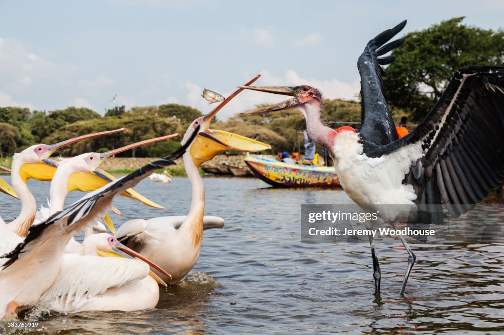 Pelicans and storks catching fish in remote lake