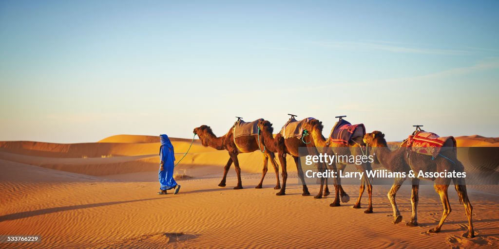 Guide leading camels on sand dune in desert landscape