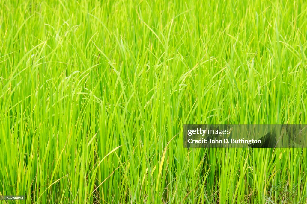 Close up of tall green grass