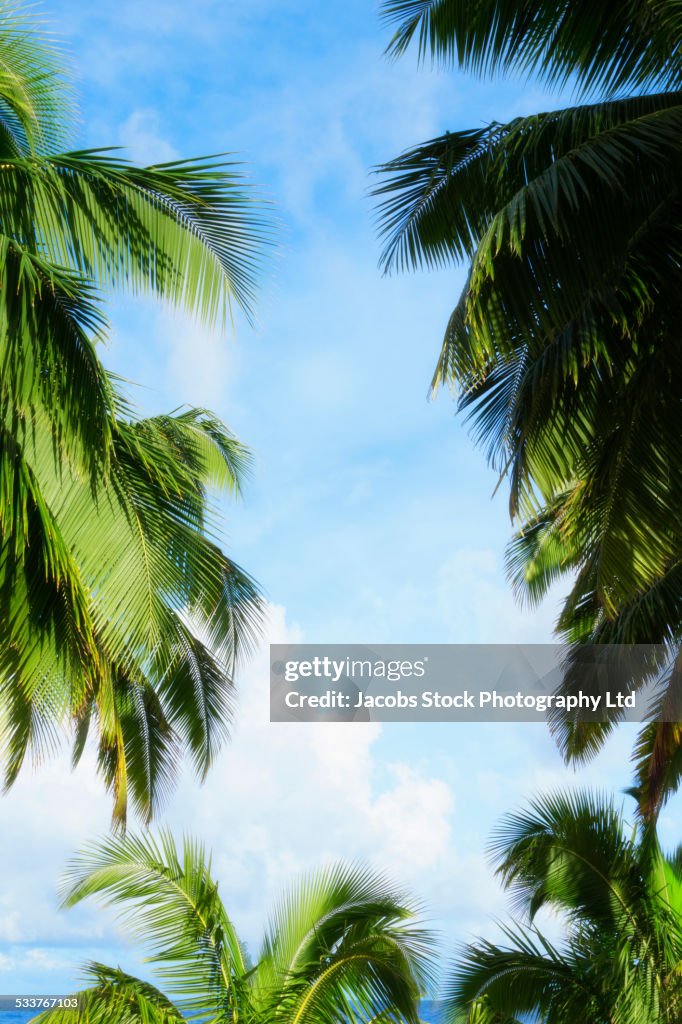 Low angle view of palm trees under blue sky