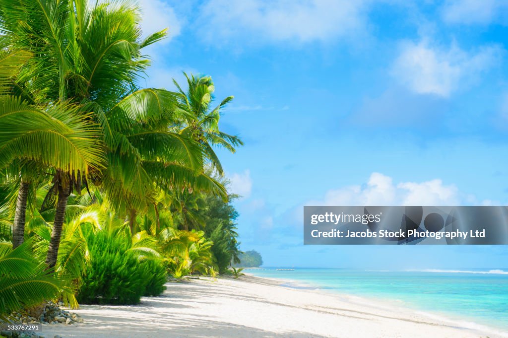 Palm trees growing on tropical beach