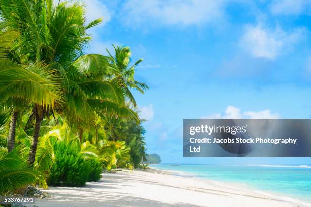 palm trees growing on tropical beach - palm trees beach stock pictures, royalty-free photos & images