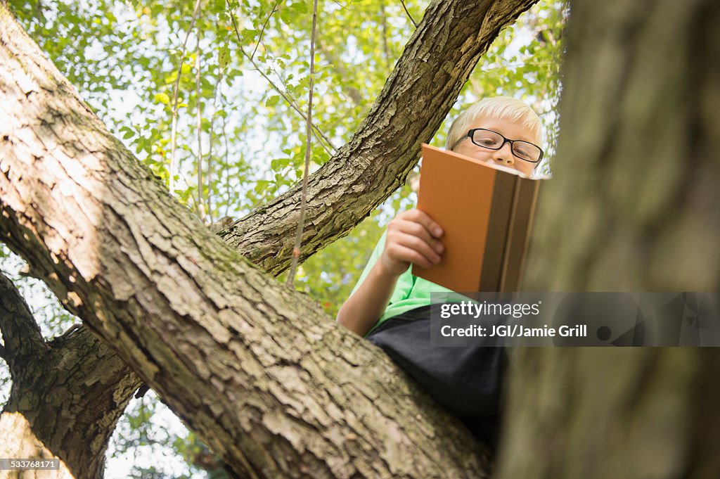 Low angle view of Caucasian boy reading in tree