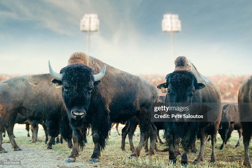 Buffalo herd standing in field at sports stadium