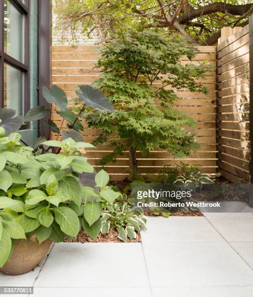 landscaping and patio of modern condo building - norfolk estate stock pictures, royalty-free photos & images