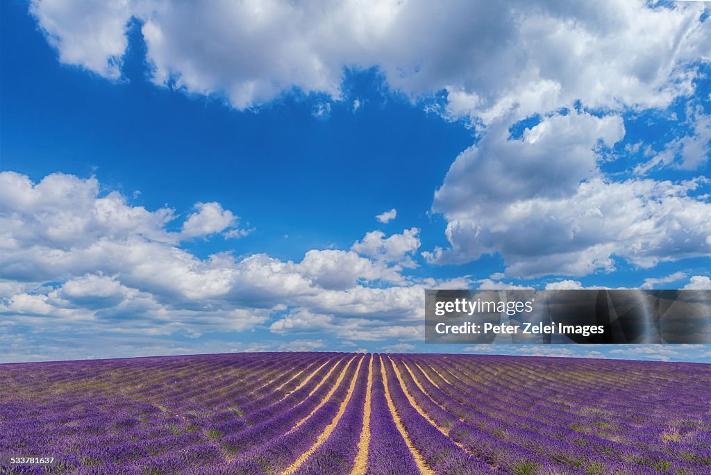 Endless lavender fields
