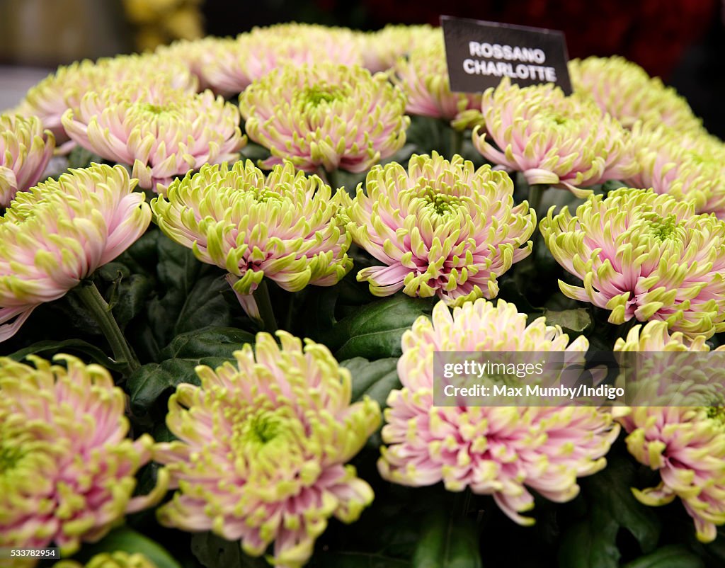 Chelsea Flower Show - Press Day 2016