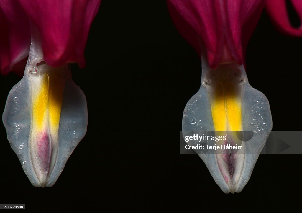 Bleeding Heart