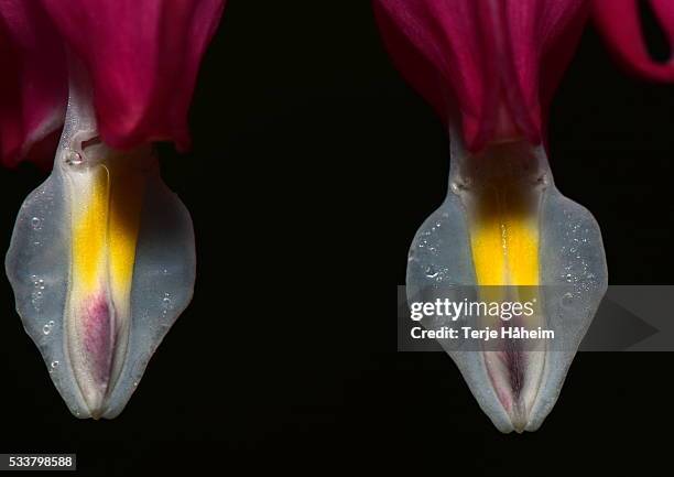 Bleeding Heart High-Res Stock Photo