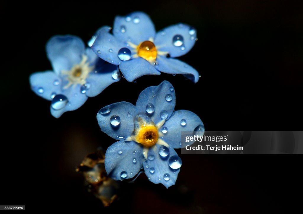 Forget-Me-Not