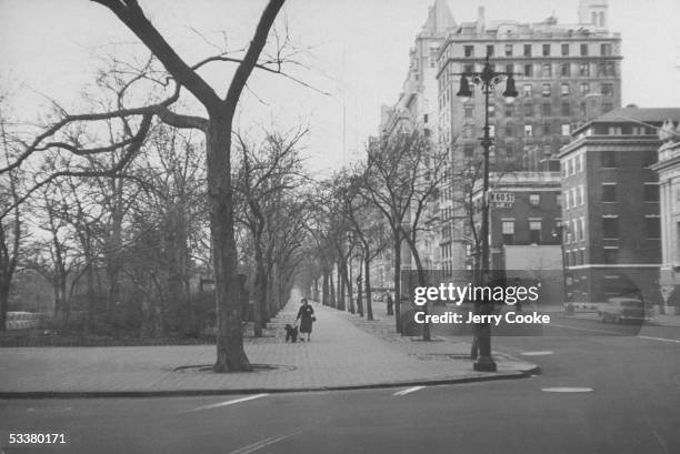 Someone walking a dog near Central Park.