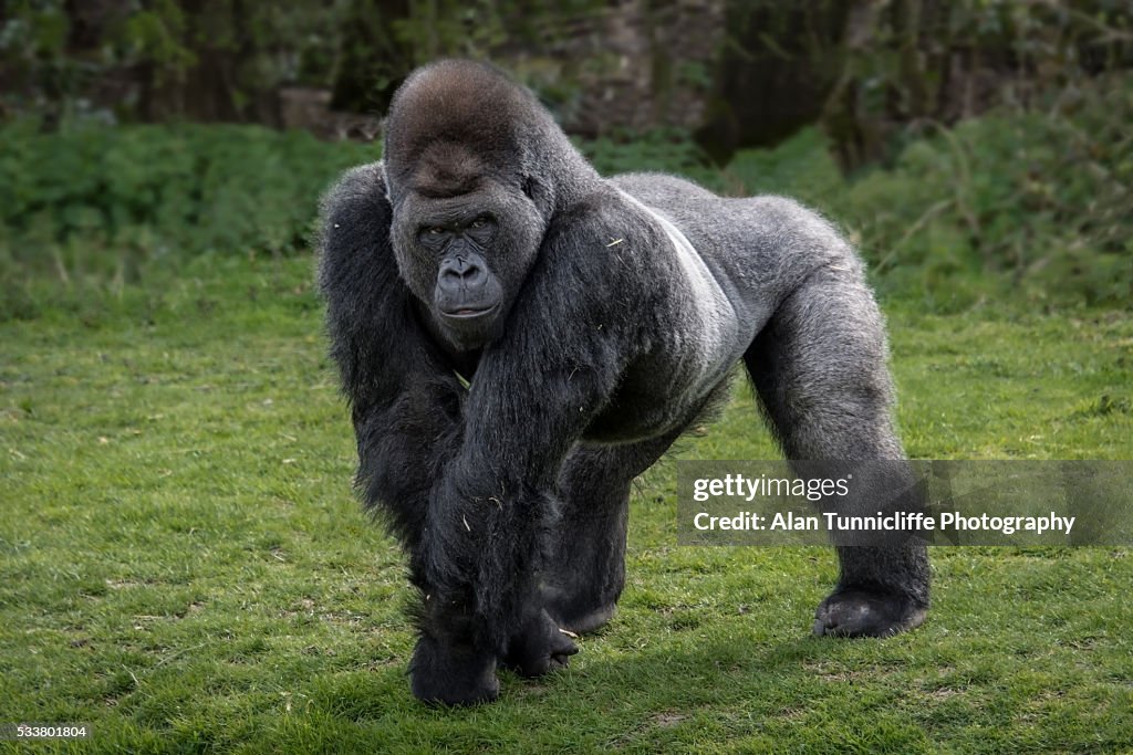 Silver back gorilla