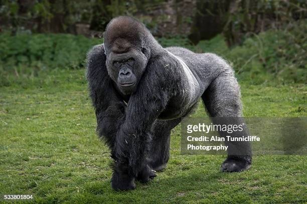 silver back gorilla - animal macho imagens e fotografias de stock