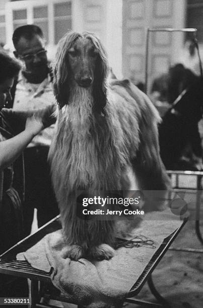 An Afghan dog being groomed.