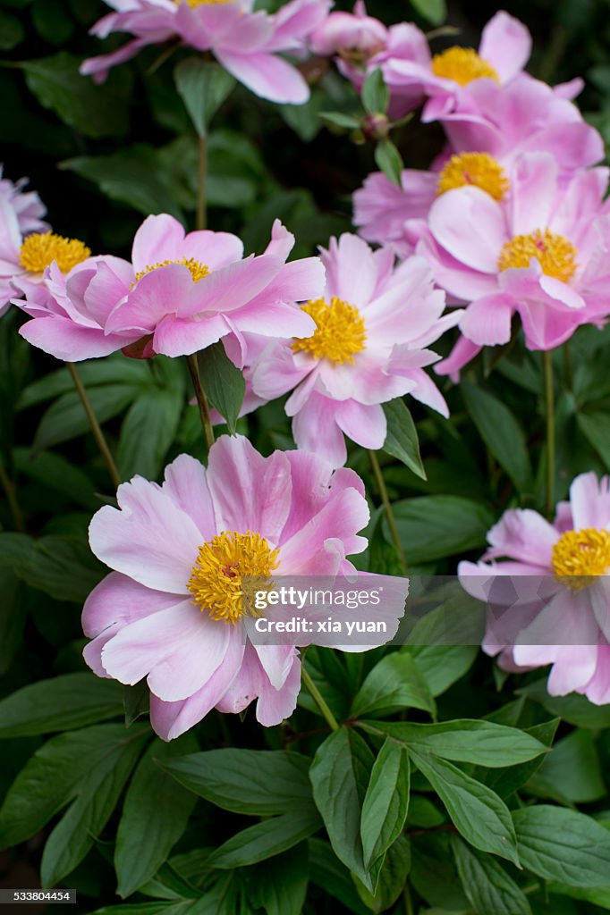 Chinese herbaceous peony blooming