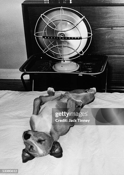 Photographer Jack Tinney's dog, "Cookie", cooling himself with electric fan, Philadelphia, Pennsylvania, 1960.