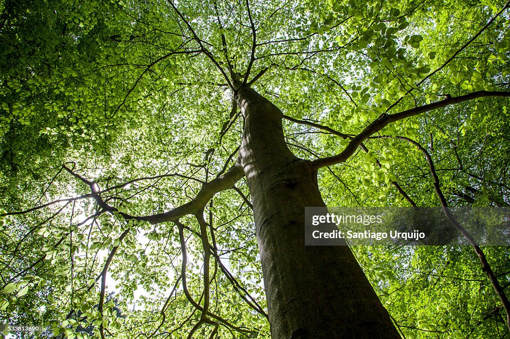 Beech tree