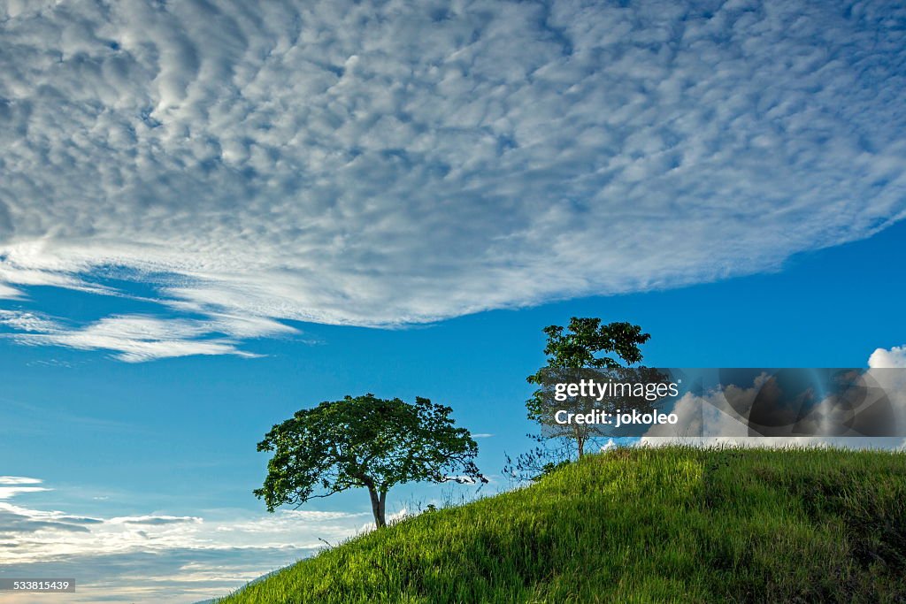 Trees on the hill