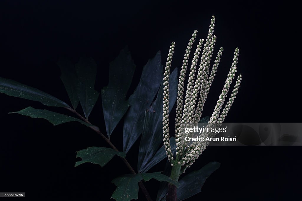 Wild flower in rainforest, Thailand