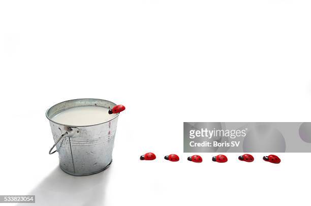 leadybug on bucket full of milk - metal bucket stock pictures, royalty-free photos & images