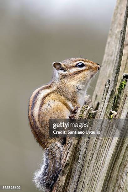 Champ Squirrel Sciurus Sp Squirrel Photos and Premium High Res Pictures - Getty Images