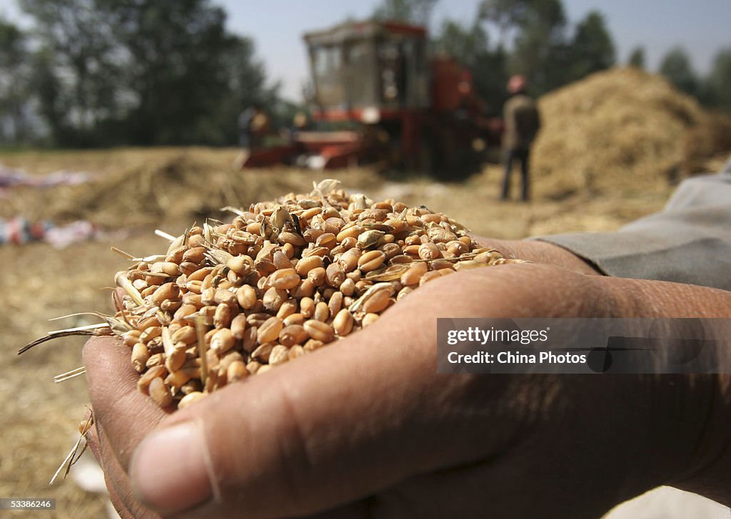 Farmers Harvest Winter Wheat In Northwest China