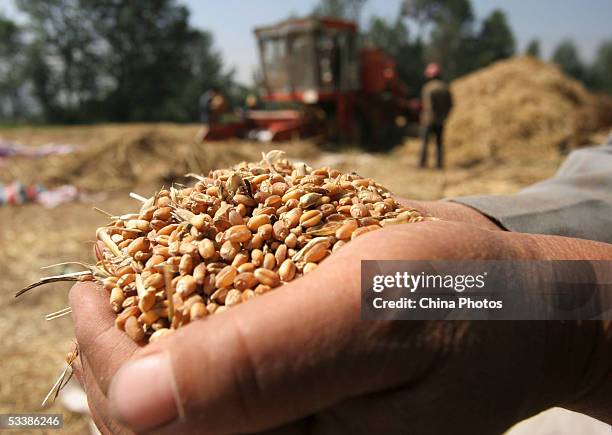 Farmer displays threshed grains of winter wheat harvested at a field in Sanqi Village on August 13, 2005 in Huzhu County of Qinghai Province,...