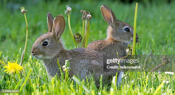 two young european rabbits (oryctolagus cuniculus) hiding in the grass, europe - brown hare stockfoto's en -beelden