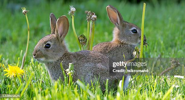 two young european rabbits (oryctolagus cuniculus) hiding in the grass, europe - hare stock pictures, royalty-free photos & images