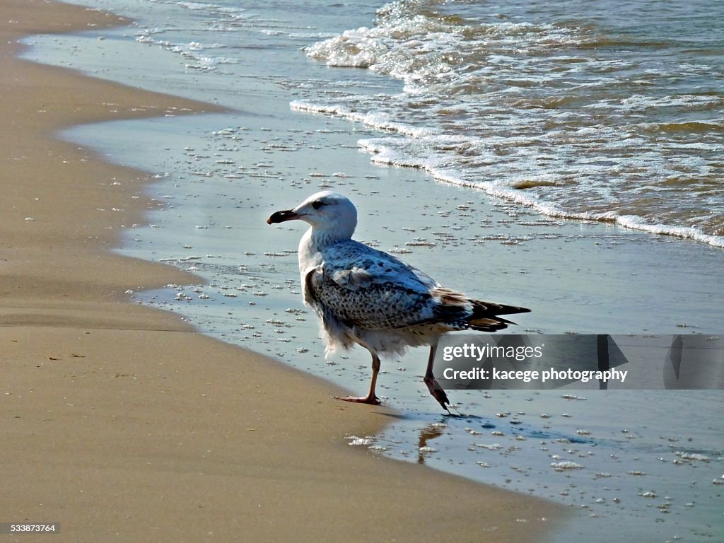 Seagull walking on the beach