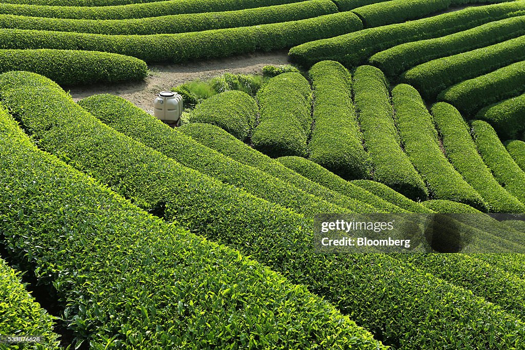 Farmers Handpick First Tea In Japan