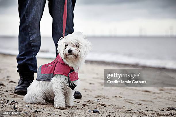 portrait of chinese crested powderpuff - chinese crested powderpuff stock pictures, royalty-free photos & images