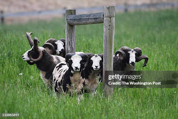 Members of Fred and Joan Horak's Jacob sheep flock are seen on their property on Wednesday May 11, 2016 in Gettysburg, PA. Ever since they noticed...