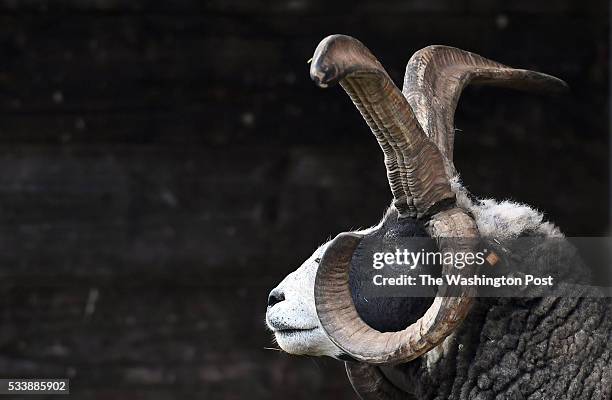 Member of Fred and Joan Horak's Jacob sheep flock is seen on their property on Wednesday May 11, 2016 in Gettysburg, PA. Ever since they noticed some...