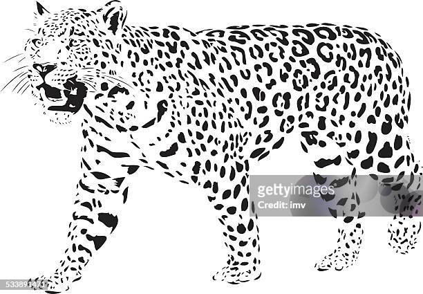 ilustraciones, imágenes clip art, dibujos animados e iconos de stock de jaguar ilustración b & w - jaguar
