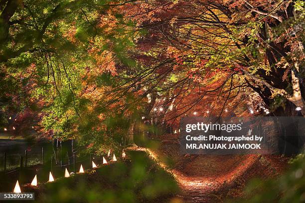 maple (momiji) tunnel at kawaguchi lake - momiji tree stock pictures, royalty-free photos & images