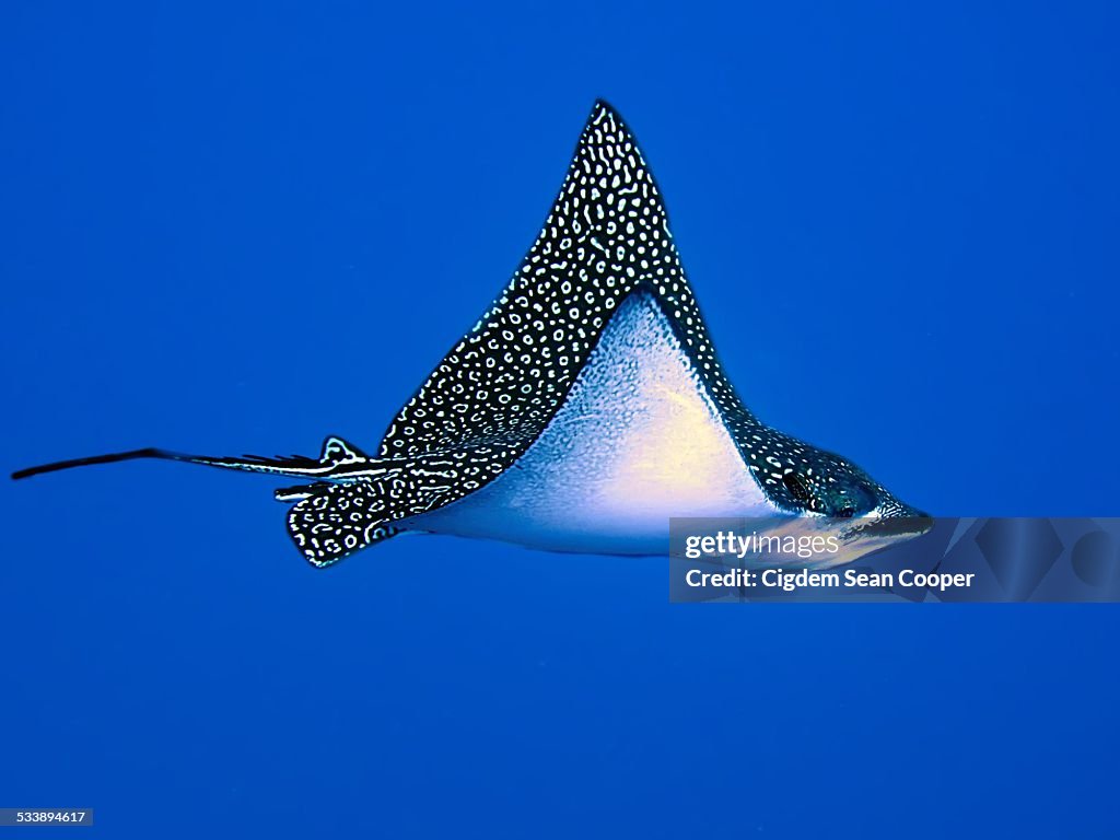 Spotted Eagle Ray