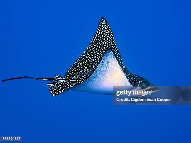 spotted eagle ray - 斑點鷹魟 個照片及圖片檔