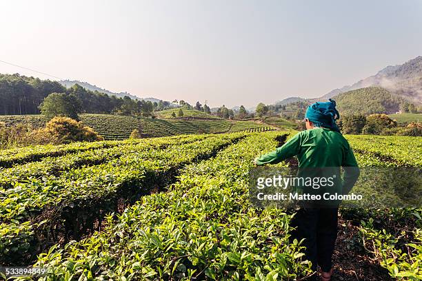 old asian woman picking up green tea, vietnam - sa pa stockfoto's en -beelden