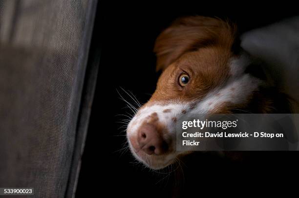 i's really like to go outside now - brittany spaniel stock pictures, royalty-free photos & images