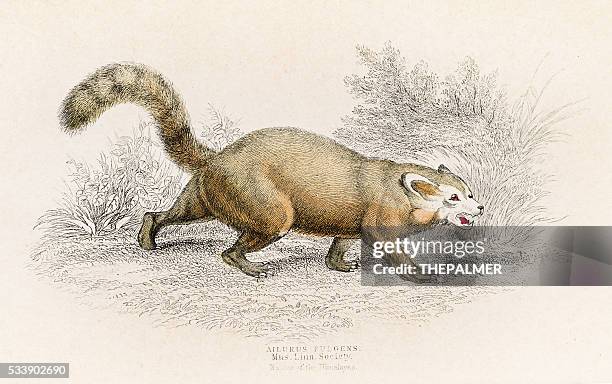 red panda engraving 1855 - red panda stock illustrations