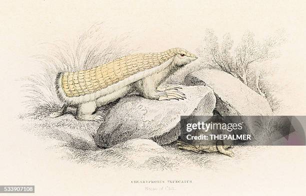 pink armadillo engraving 1855 - armadillo stock illustrations