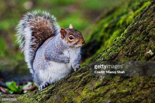 grey squirrel in an english forest - ハイイロリス ストックフォトと画像