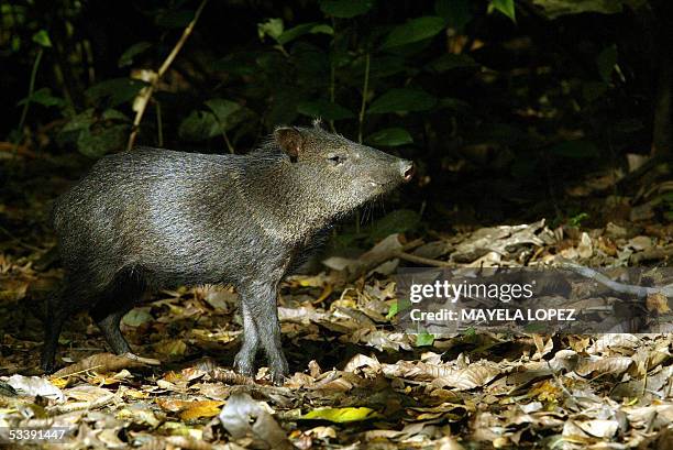 Picture of a Collared Peccary , a species in danger of extinction in Costa Rica, taken 08 January 2005 in the Corcovado National Park, some 360 km...