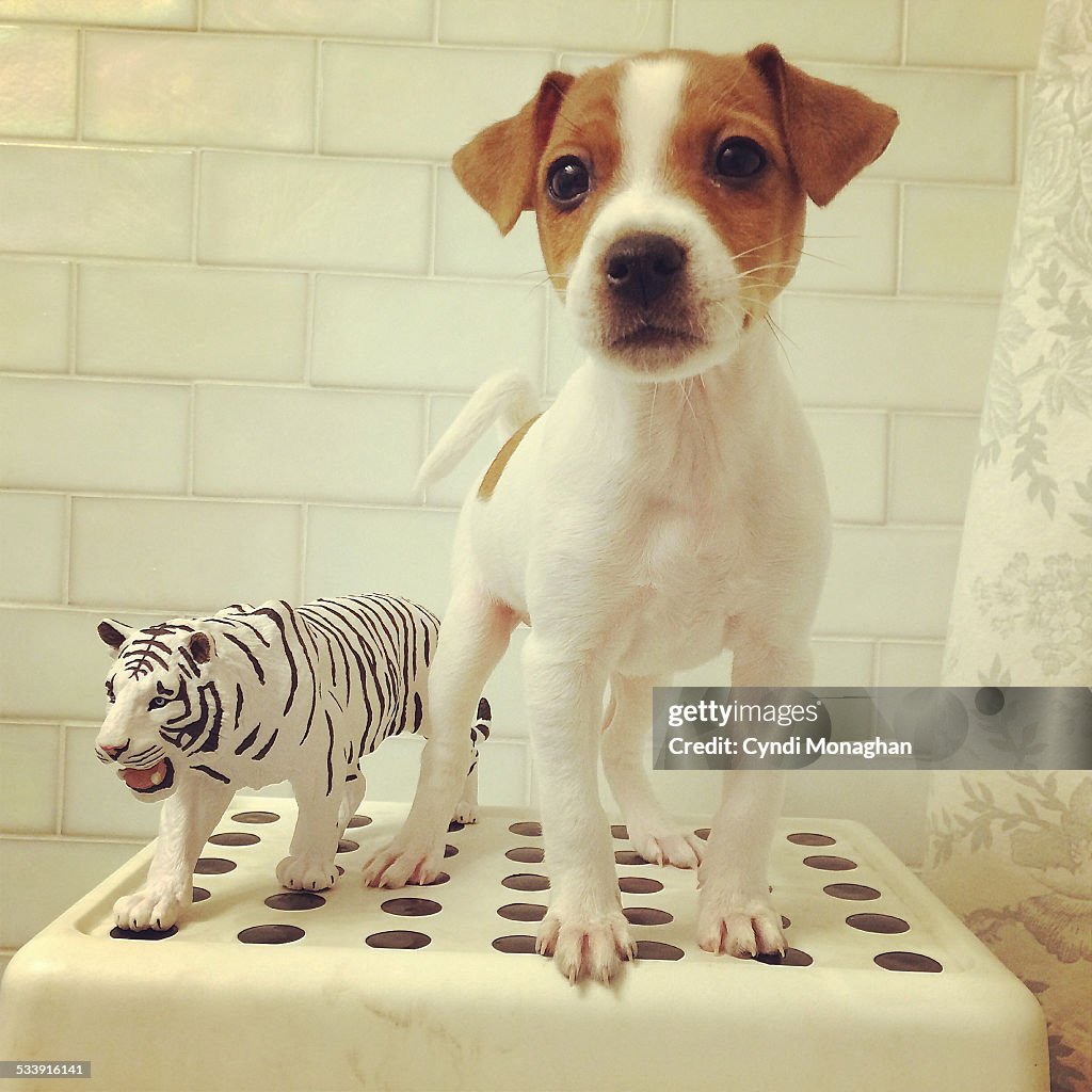 Puppy and Toy Tiger