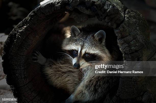 raccoon. procyon lotor - raccoon stock-fotos und bilder