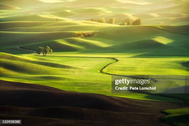 line to the tree - palouse imagens e fotografias de stock