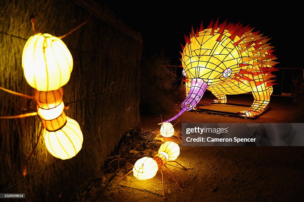 Giant Animal Lanterns Light Up Taronga Zoo For Vivid Sydney