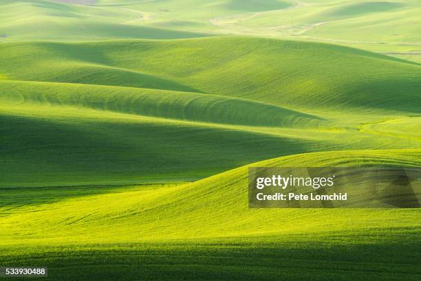 rolling hill - palouse imagens e fotografias de stock