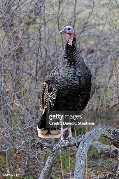 wild turkey jake poses on branch - colorado wild turkey stock pictures, royalty-free photos & images
